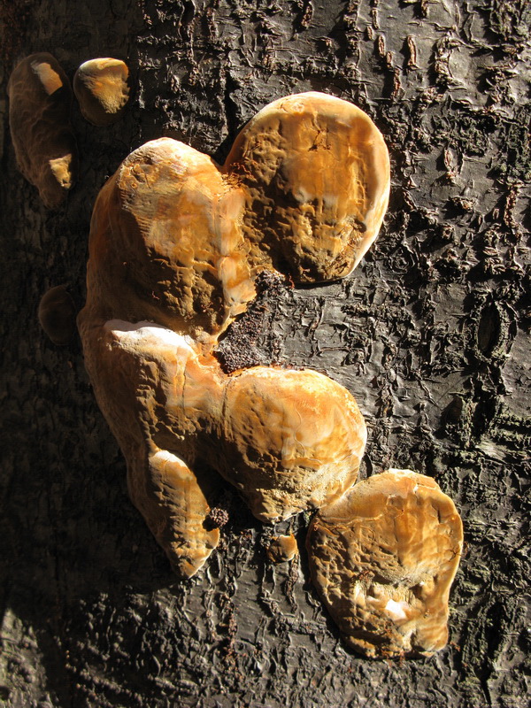 Phellinus tubercolosus